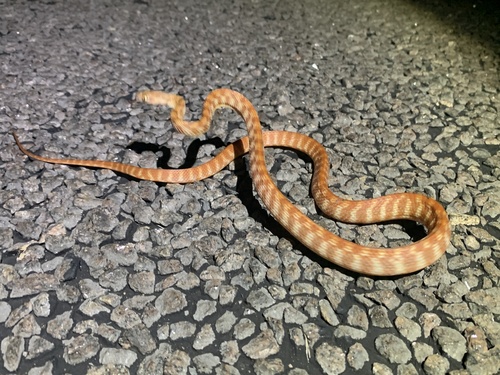 Brown Tree Snake sighting