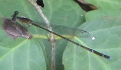 Nehalennia pallidula