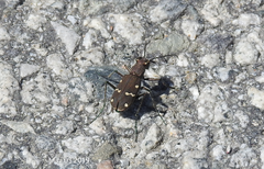 Cicindela gemmata