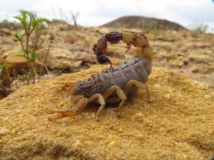Paler-tailed Thicktail Scorpion