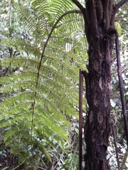 Cyathea caracasana
