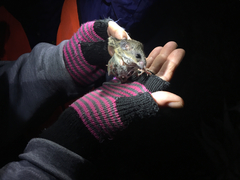 Peromyscus fraterculus