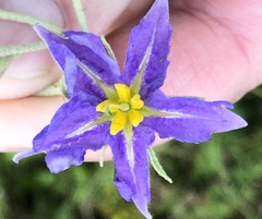 Solanum dimidiatum