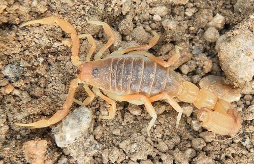 Pallid Thicktail Scorpion