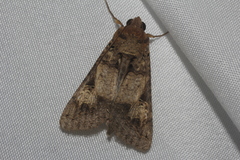 Melipotis agrotoides