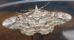 Ascotis reciprocaria
