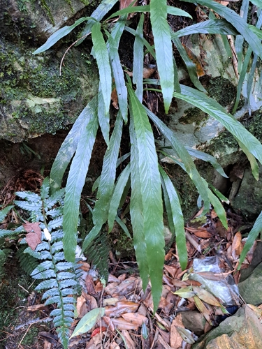 Asplenium ensiforme