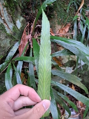 Asplenium ensiforme, photograph (c) vrxz, some rights reserved (CC BY-SA)