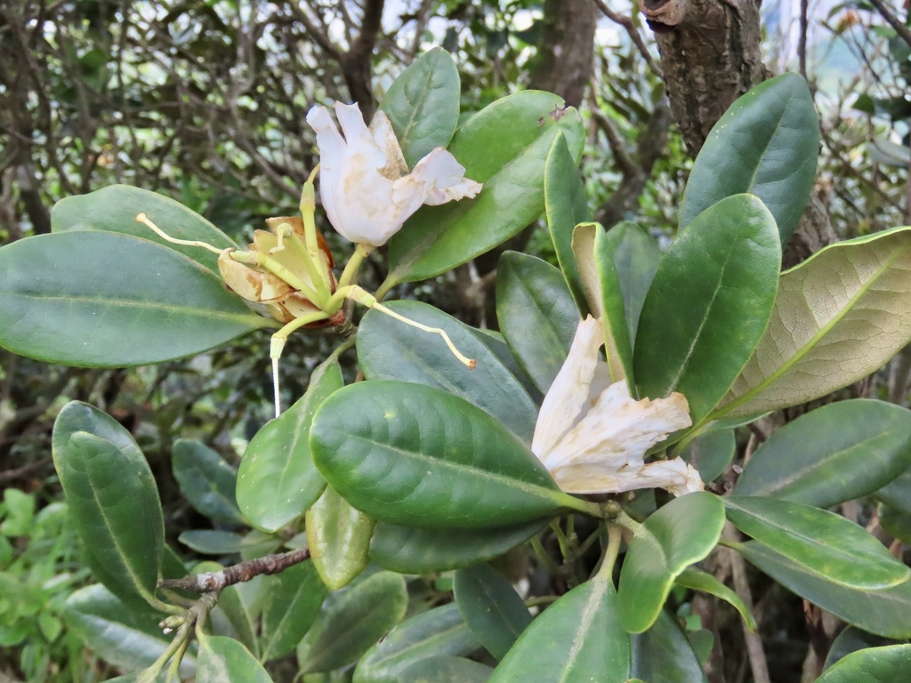 Rhododendron simiarum; photograph (c) Toby Y, some rights reserved (CC BY)