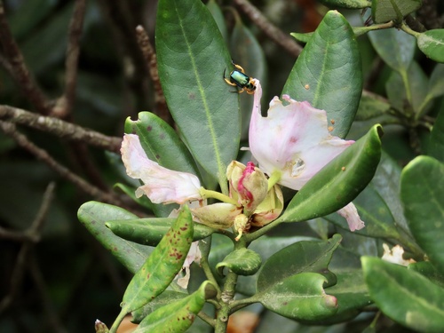 Rhododendron simiarum, photograph 2