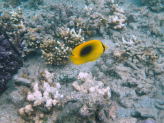 Chaetodon speculum