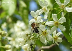 Helophilus eristaloidea