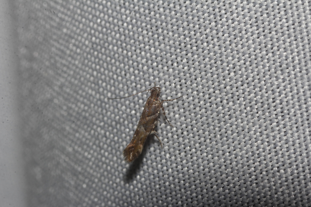 Pink-washed Aristotelia
