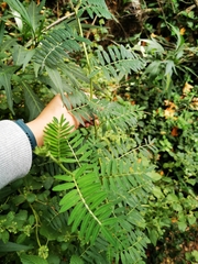 Clianthus puniceus