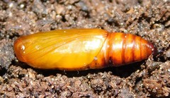 Ascotis reciprocaria