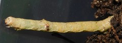 Ascotis reciprocaria