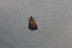 Tripudia goyanensis