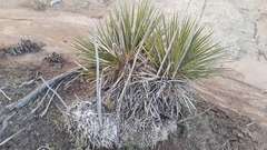 Yucca utahensis