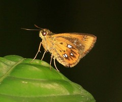 Scobura woolletti