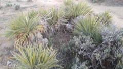 Yucca utahensis
