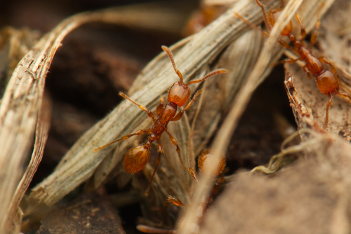 Aenictus turneriAenictus turneri