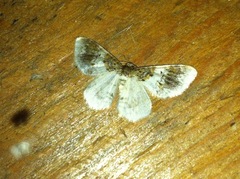 Hydrelia condensata