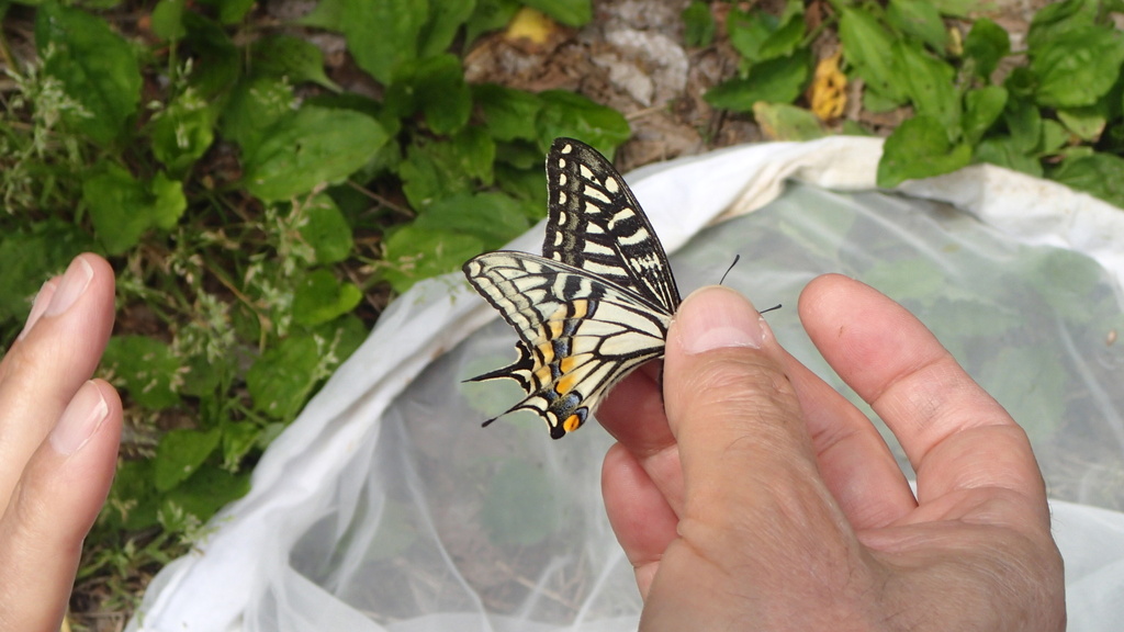 호랑나비 from 本町, 守谷市, 茨城県, JP on 2024년 04월... (토) at 11:02 오전 by chinamiki · iNaturalist 호랑나비 (Papilio xuthus)