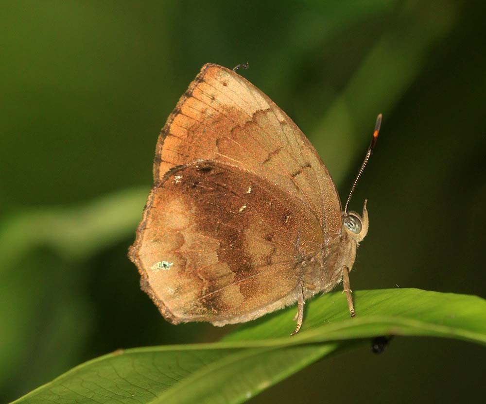 Steely Acacia Blue
