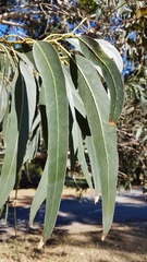 Eucalyptus globulus maidenii