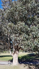 Eucalyptus globulus maidenii