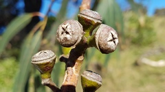 Eucalyptus globulus maidenii