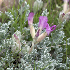 Astragalus utahensis