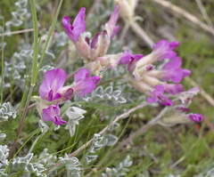 Astragalus utahensis
