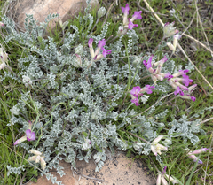 Astragalus utahensis