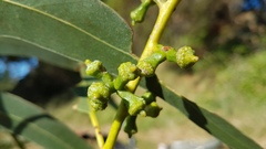Eucalyptus globulus maidenii