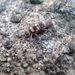 Entomobrya imitabilis - Photo (c) Paul Bowyer,  זכויות יוצרים חלקיות (CC BY-NC), הועלה על ידי Paul Bowyer
