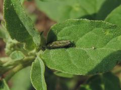 Agrilus lacustris