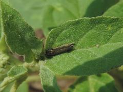 Agrilus lacustris