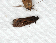 Cryptaspasma sordida
