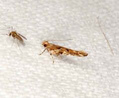 Pyroderces