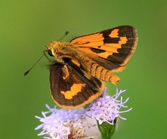 Taractrocera archias