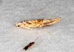 Trachydora chrysodoxa