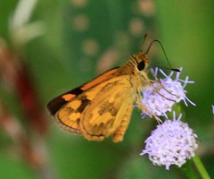 Taractrocera archias