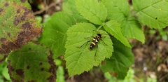 Clytus planifrons