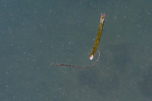 Longsnout pipefish (Leptonotus norae) — Syngnathidae — 5