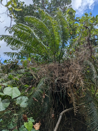 Image of Cycas micronesica by (c) Ken Puliafico, some rights reserved (CC BY)