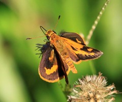 Taractrocera archias