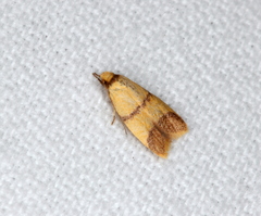 Heteroteucha translatella