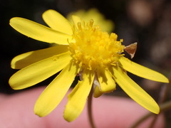 Crassothonna cacalioides