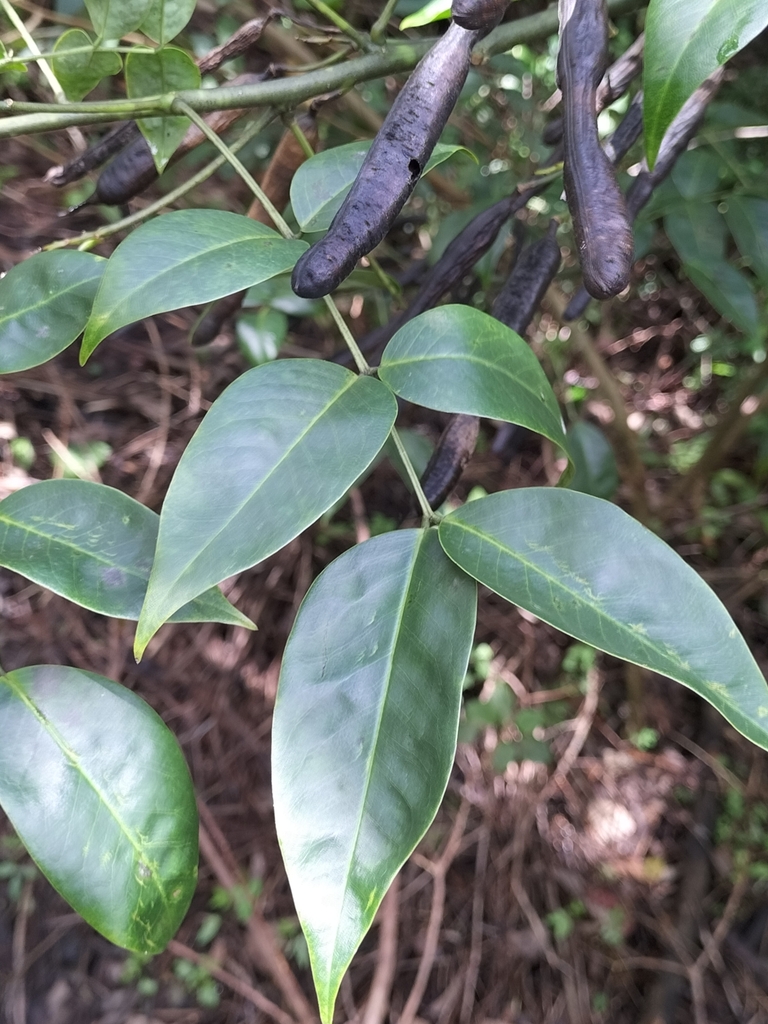Arsenic Bush from Tarome QLD 4309, Australia on May 5, 2024 at 10:27 AM ...